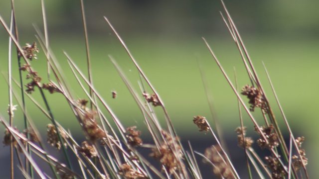 Just grass